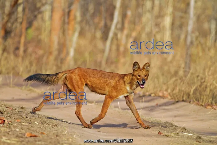 : Asiatic / Indian Wild Dog / Dhole : Asiatic / Indian Wild Dog / Dhole