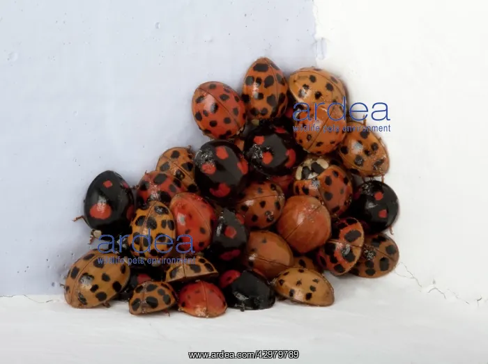  : Asiatic ladybird - a group in a room during winter