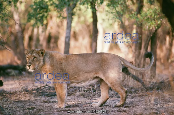 : Asiatic Lion : Asiatic Lion