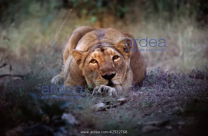 : Asiatic Lion : Asiatic Lion