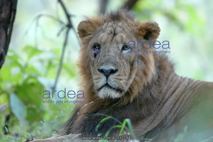 : Asiatic Lion - with injured eye & face : Asiatic Lion - with injured eye & face