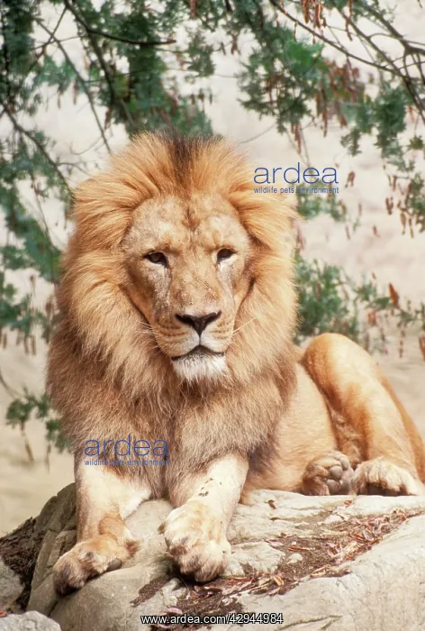 : Asiatic Lion - Male. Endangered, Only 250 remain : Asiatic Lion - Male. Endangered, Only 250 remain