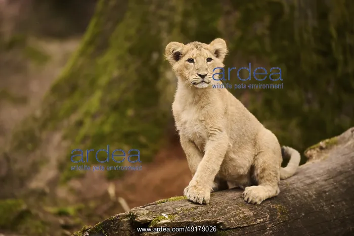 : Asiatic lion (Panthera leo persica) cub sitting on a tree trunk : Asiatic lion (Panthera leo persica) cub sitting on a tree trunk