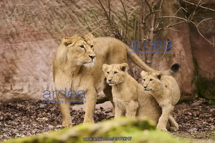 : Asiatic lion (Panthera leo persica) female (mother) with his cubs : Asiatic lion (Panthera leo persica) female (mother) with his cubs