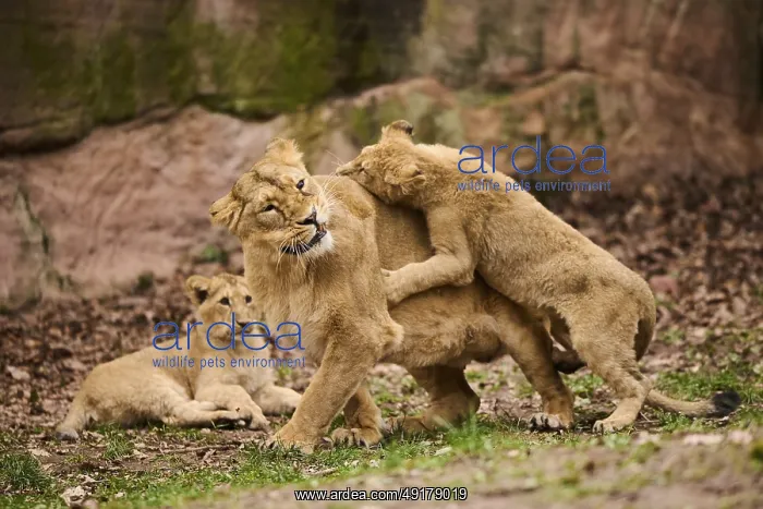 : Asiatic lion (Panthera leo persica) female (mother) with her cubs : Asiatic lion (Panthera leo persica) female (mother) with her cubs