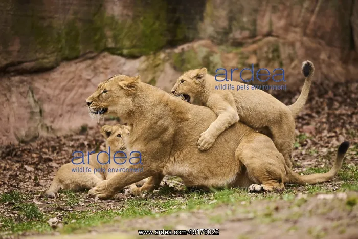 : Asiatic lion (Panthera leo persica) female (mother) with her cubs : Asiatic lion (Panthera leo persica) female (mother) with her cubs