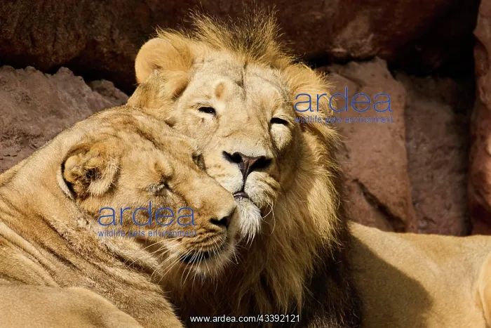 : Asiatic lion (Panthera leo persica), male and female : Asiatic lion (Panthera leo persica), male and female