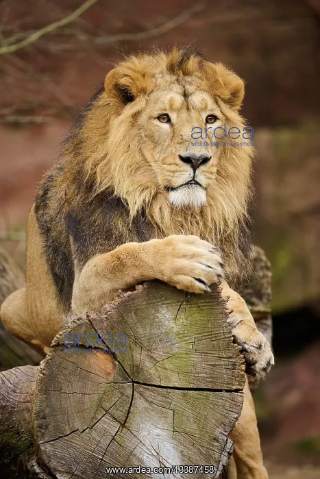 : Asiatic lion (Panthera leo persica), male, lying : Asiatic lion (Panthera leo persica), male, lying