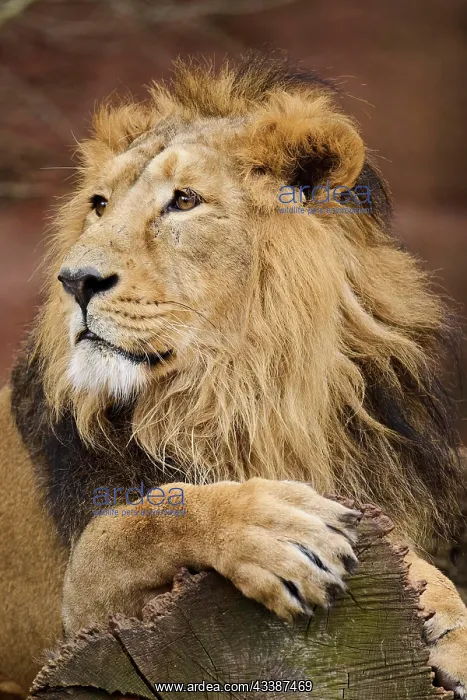 : Asiatic lion (Panthera leo persica), male, lying : Asiatic lion (Panthera leo persica), male, lying