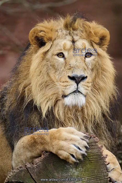 : Asiatic lion (Panthera leo persica), male, lying : Asiatic lion (Panthera leo persica), male, lying