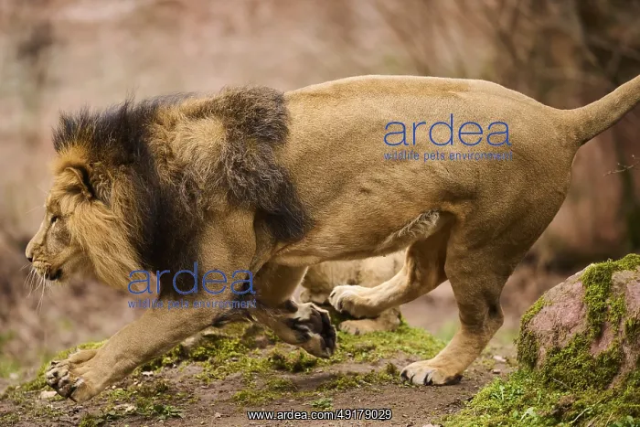 : Asiatic lion (Panthera leo persica) male running on the ground : Asiatic lion (Panthera leo persica) male running on the ground
