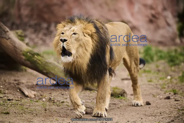 : Asiatic lion (Panthera leo persica) male walking on the ground : Asiatic lion (Panthera leo persica) male walking on the ground