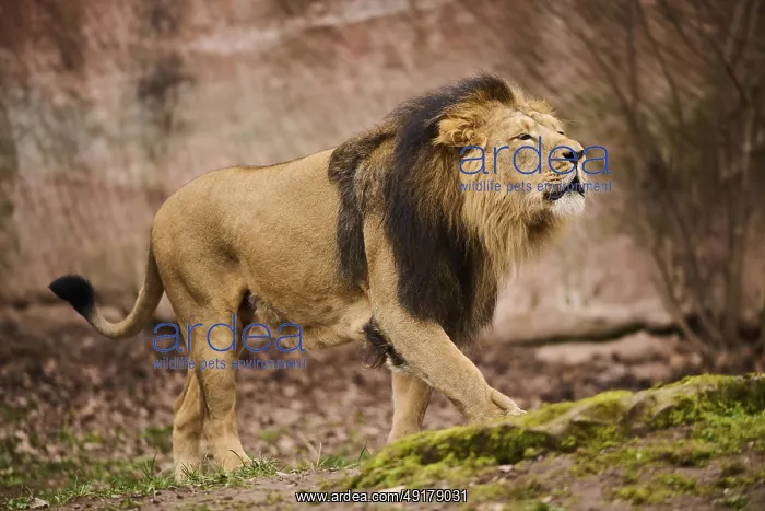 : Asiatic lion (Panthera leo persica) male walking on the ground : Asiatic lion (Panthera leo persica) male walking on the ground