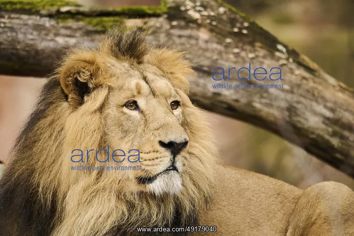 : Asiatic lion (Panthera leo persica) portrait : Asiatic lion (Panthera leo persica) portrait