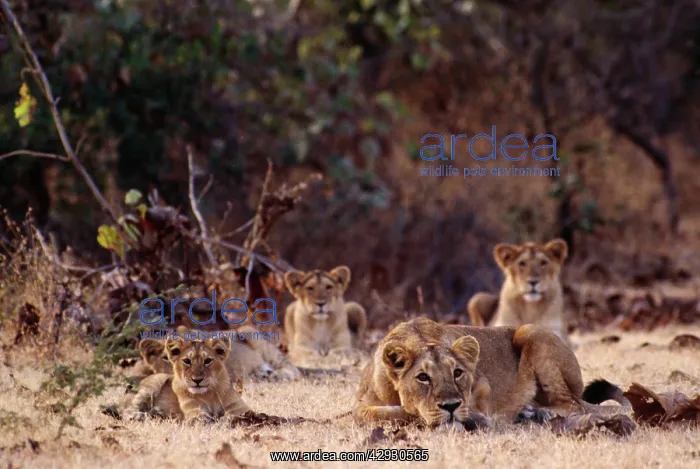 : Asiatic Lion - Pride : Asiatic Lion - Pride