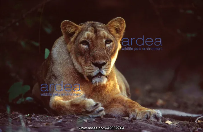 : Asiatic Lioness : Asiatic Lioness