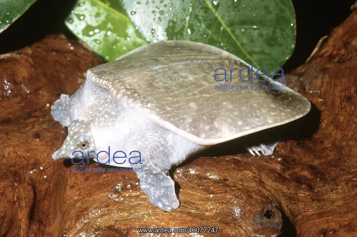 : Asiatic Softshell Turtle : Asiatic Softshell Turtle