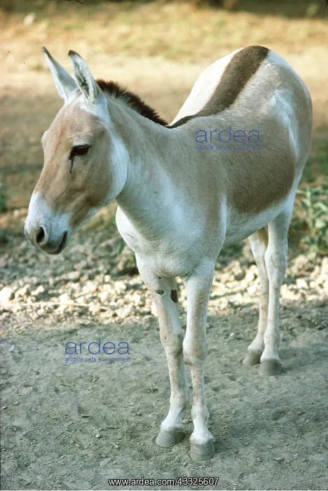 : ASIATIC WILD ASS : ASIATIC WILD ASS