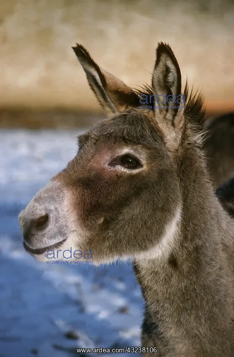 : Asiatic Wild Ass or Onager (equus hemionus), Portrait : Asiatic Wild Ass or Onager (equus hemionus), Portrait