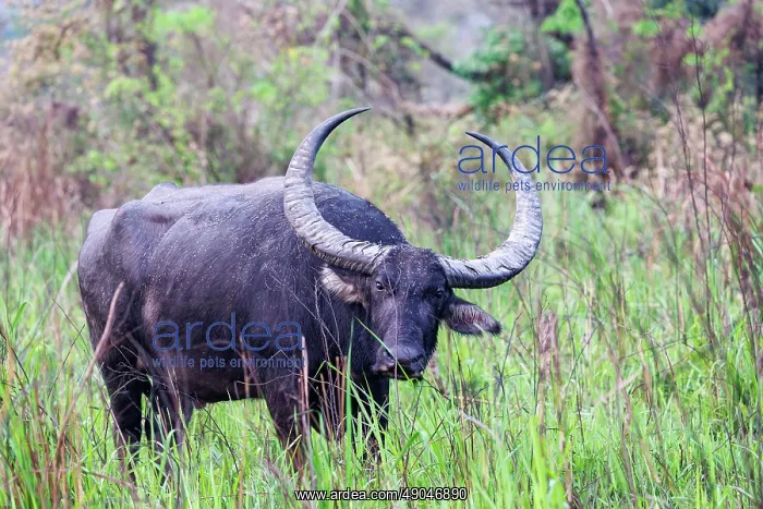 : Asiatic Wild Buffalo (Bubalus arnee) : Asiatic Wild Buffalo (Bubalus arnee)