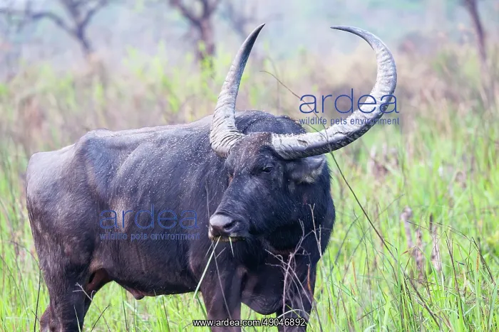 : Asiatic Wild Buffalo (Bubalus arnee) : Asiatic Wild Buffalo (Bubalus arnee)