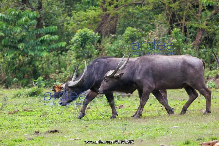 : Asiatic Wild Buffalo (Bubalus arnee) : Asiatic Wild Buffalo (Bubalus arnee)