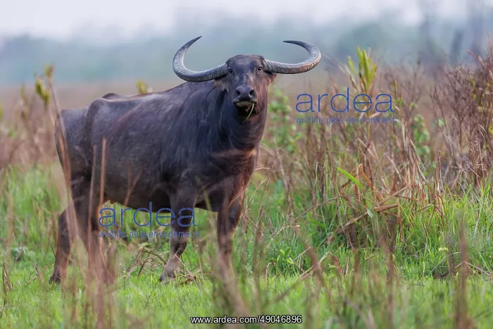 : Asiatic Wild Buffalo (Bubalus arnee) : Asiatic Wild Buffalo (Bubalus arnee)