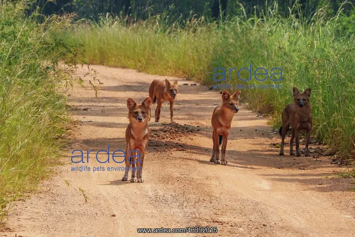 : Asiatic wild dog : Asiatic wild dog