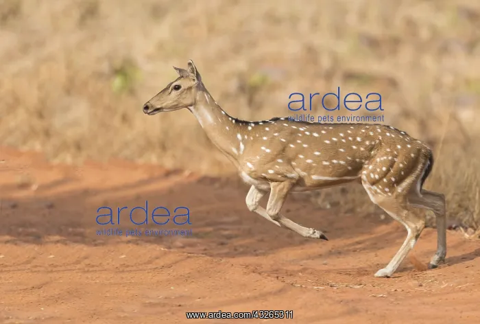 : Asie, Inde, Maharashtra, Reserve de tigres : Asie, Inde, Maharashtra, Reserve de tigres