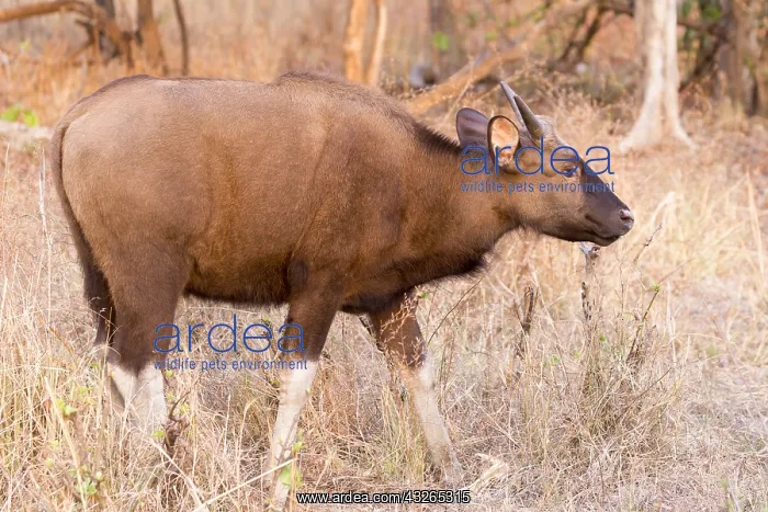 : Asie, Inde, Maharashtra, Reserve de tigres de : Asie, Inde, Maharashtra, Reserve de tigres de