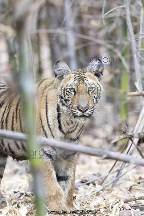 : Asie, Inde, Maharashtra, Reserve de tigres : Asie, Inde, Maharashtra, Reserve de tigres