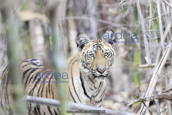 : Asie, Inde, Maharashtra, Reserve de tigres : Asie, Inde, Maharashtra, Reserve de tigres