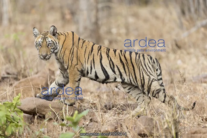: Asie, Inde, Maharashtra, Reserve de tigres : Asie, Inde, Maharashtra, Reserve de tigres
