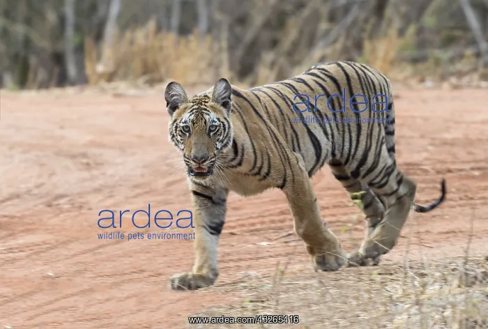 : Asie, Inde, Maharashtra, Reserve de tigres : Asie, Inde, Maharashtra, Reserve de tigres