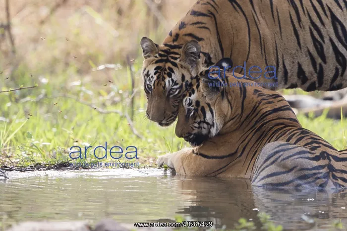 : Asie, Inde, Maharashtra, Reserve de tigres : Asie, Inde, Maharashtra, Reserve de tigres