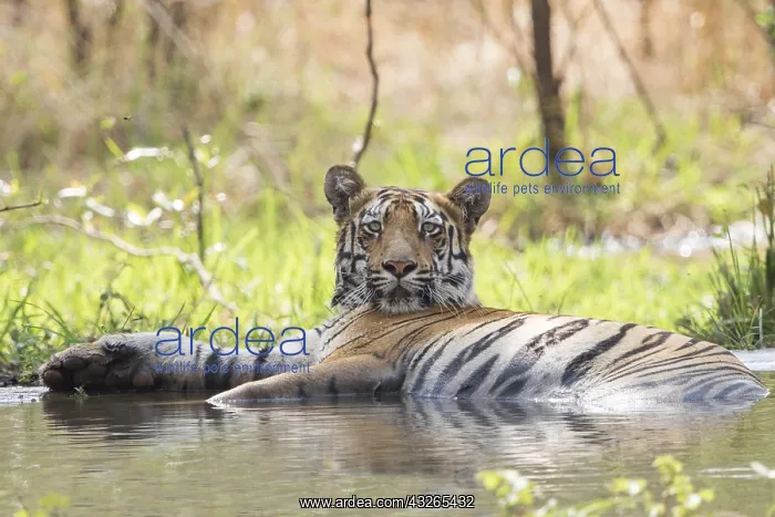 : Asie, Inde, Maharashtra, Reserve de tigres : Asie, Inde, Maharashtra, Reserve de tigres