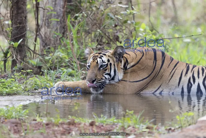 : Asie, Inde, Maharashtra, Reserve de tigres : Asie, Inde, Maharashtra, Reserve de tigres