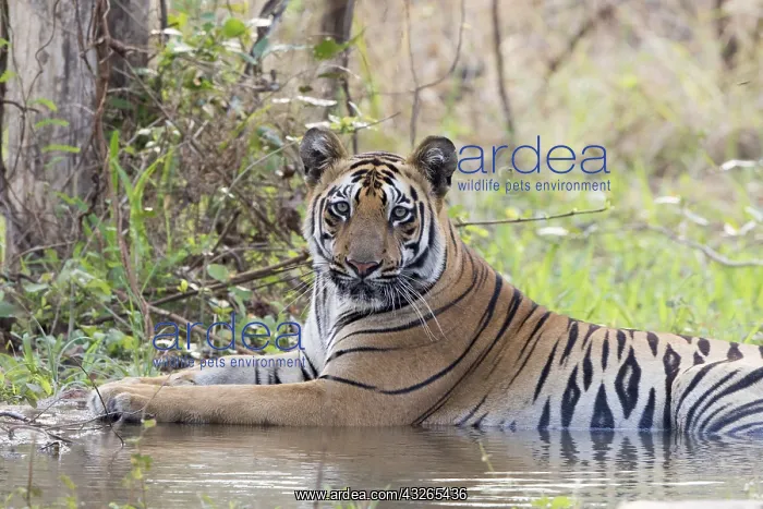 : Asie, Inde, Maharashtra, Reserve de tigres : Asie, Inde, Maharashtra, Reserve de tigres