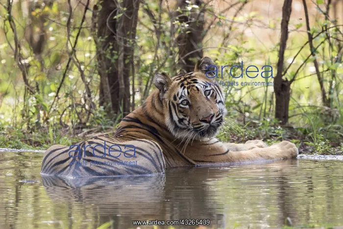 : Asie, Inde, Maharashtra, Reserve de tigres : Asie, Inde, Maharashtra, Reserve de tigres