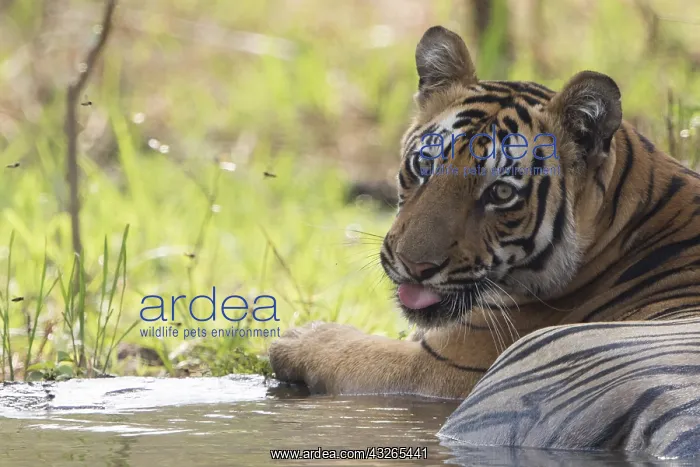 : Asie, Inde, Maharashtra, Reserve de tigres : Asie, Inde, Maharashtra, Reserve de tigres