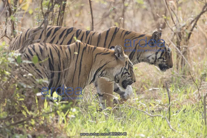 : Asie, Inde, Maharashtra, Reserve de tigres : Asie, Inde, Maharashtra, Reserve de tigres