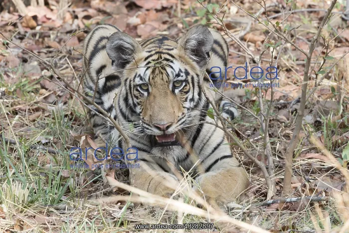 : Asie, Inde, Maharashtra, Reserve de tigres : Asie, Inde, Maharashtra, Reserve de tigres