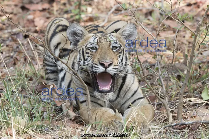 : Asie, Inde, Maharashtra, Reserve de tigres : Asie, Inde, Maharashtra, Reserve de tigres