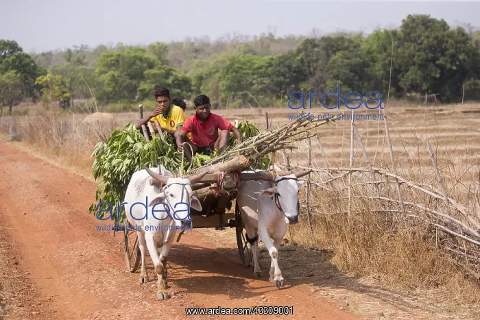 : Asie, Inde, Maharashtra, Reserve de tigres : Asie, Inde, Maharashtra, Reserve de tigres