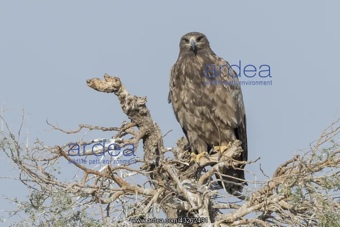 : Asie, Inde, Rajasthan, Bikaner, aigle des steppes : Asie, Inde, Rajasthan, Bikaner, aigle des steppes