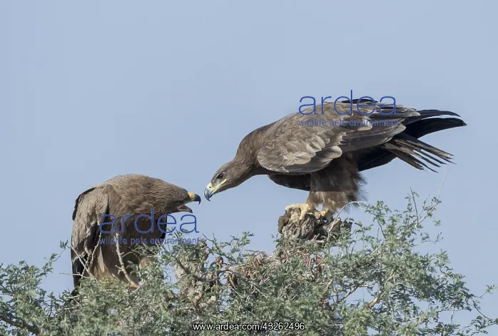 : Asie, Inde, Rajasthan, Bikaner, aigle des steppes : Asie, Inde, Rajasthan, Bikaner, aigle des steppes