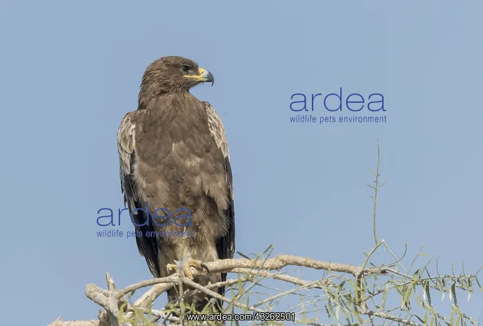 : Asie, Inde, Rajasthan, Bikaner, aigle des steppes : Asie, Inde, Rajasthan, Bikaner, aigle des steppes
