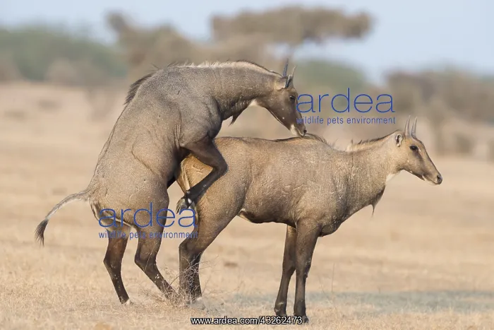 : Asie, Inde, Rajasthan, Bikaner, Antilope Nilgaut : Asie, Inde, Rajasthan, Bikaner, Antilope Nilgaut