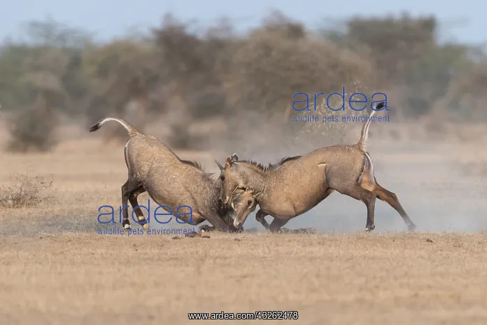 : Asie, Inde, Rajasthan, Bikaner, Antilope Nilgaut : Asie, Inde, Rajasthan, Bikaner, Antilope Nilgaut