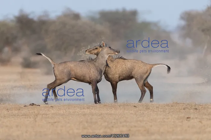 : Asie, Inde, Rajasthan, Bikaner, Antilope Nilgaut : Asie, Inde, Rajasthan, Bikaner, Antilope Nilgaut